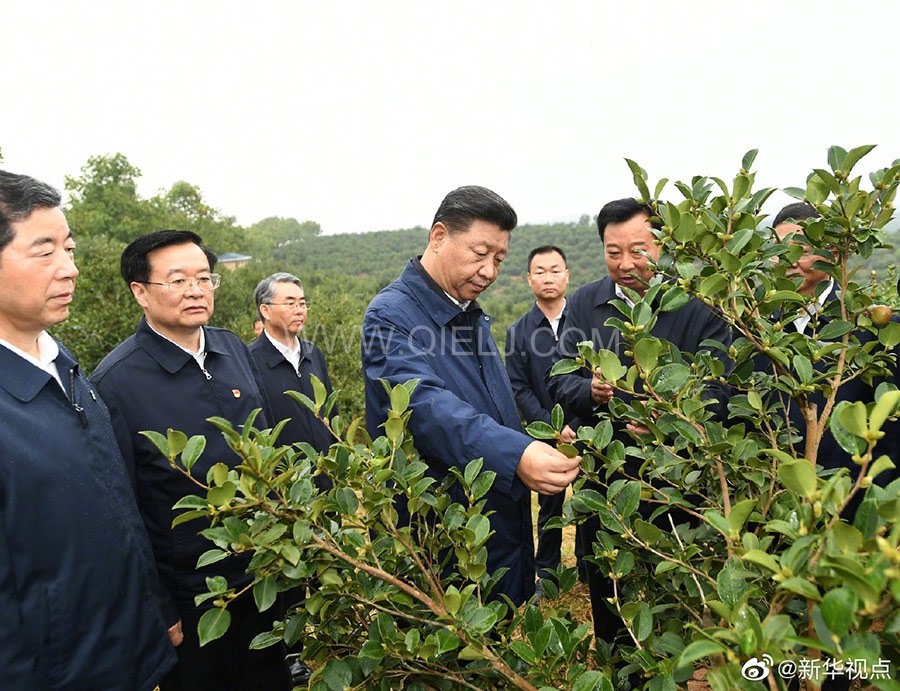 光山油茶籽榨油設備，山茶籽油榨油機廠家(圖1)